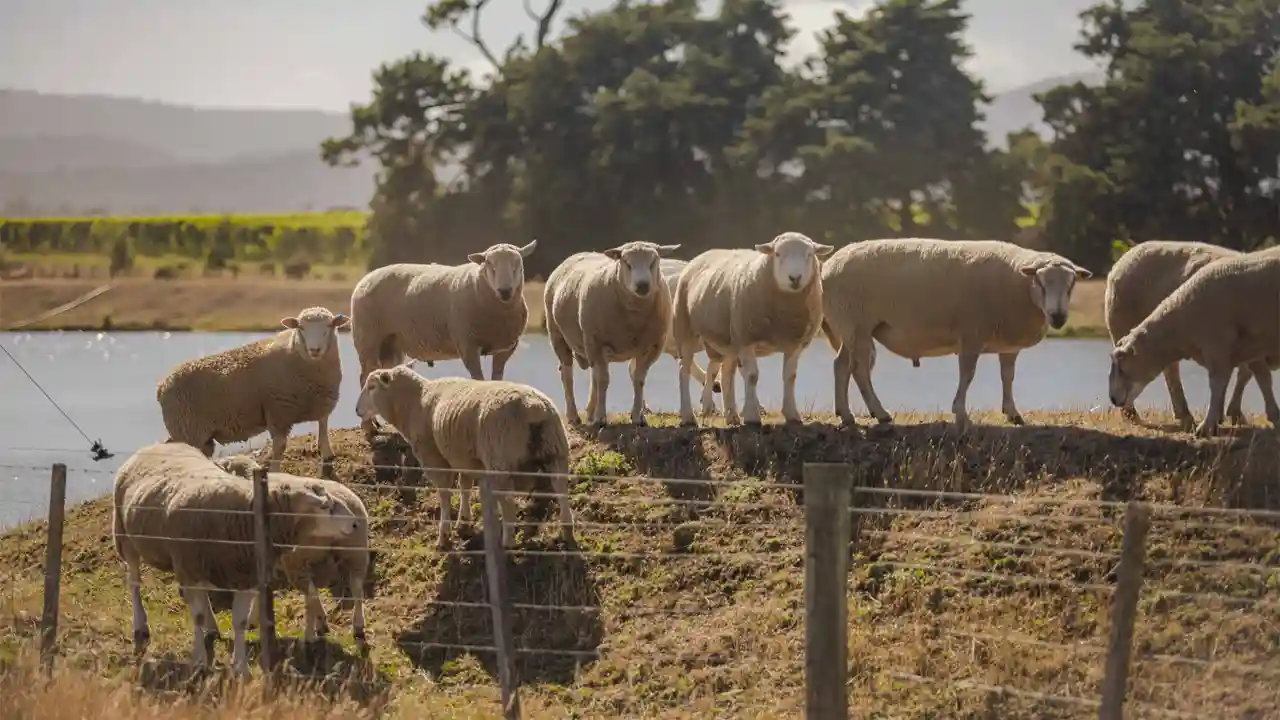 Farm Tours in Launceston